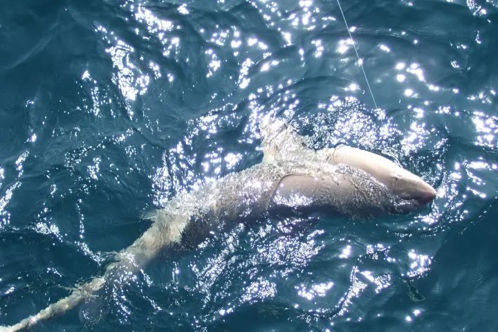 Night Shark Fishing with Super Voyager Deep Sea Fishing!